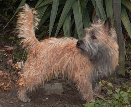Rasy psów - Cairn Terrier.png