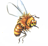 Miód - pszczoła 1.bmp