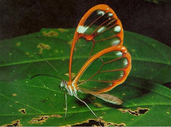 Motyle - gal 6.jpg